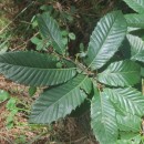 Castanea sativa Mill.Castanea sativa Mill.