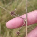 Scirpoides holoschoenus (L.) SojákScirpoides holoschoenus (L.) Soják