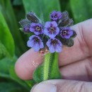 Pulmonaria longifolia (Bastard) BoreauPulmonaria longifolia (Bastard) Boreau