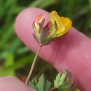 Lotus corniculatus L.Lotus corniculatus L.