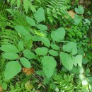 Angelica sylvestris L.Angelica sylvestris L.