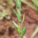 Genista berberidea LangeGenista berberidea Lange