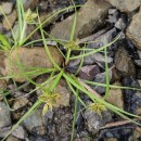 Cyperus flavescens L.Cyperus flavescens L.