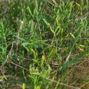 Crithmum maritimum L.Crithmum maritimum L.