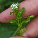 Stellaria media (L.) Vill.Stellaria media (L.) Vill.