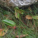 Rumex acetosa L. subsp. biformis (Lange) Castrov.& Valdés Berm.Rumex acetosa L. subsp. biformis (Lange) Castrov.& Valdés Berm.