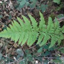 Dryopteris carthusiana (Vill.) H.P. FuchsDryopteris carthusiana (Vill.) H.P. Fuchs