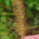 Setaria pumila (Poir.) Schult.Setaria pumila (Poir.) Schult.