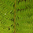 Polystichum setiferum (Forssk.) Woyn.Polystichum setiferum (Forssk.) Woyn.