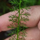 Achillea millefolium L.Achillea millefolium L.