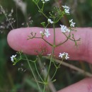Galium palustre L.Galium palustre L.