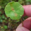 Hydrocotyle vulgaris L.Hydrocotyle vulgaris L.