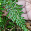 Asplenium obovatum Viv. subsp. billotii (F.W.Schultz) O.Bolòs, Vigo, Masalles & NinotAsplenium obovatum Viv. subsp. billotii (F.W.Schultz) O.Bolòs, Vigo, Masalles & Ninot