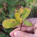 Salix atrocinerea Brot.Salix atrocinerea Brot.