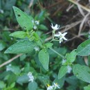 Solanum chenopodioides Lam.Solanum chenopodioides Lam.