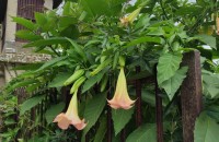 Brugmansia versicolor Lagerh.Brugmansia versicolor Lagerh.