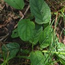 Scrophularia auriculata L.Scrophularia auriculata L.