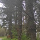 Pinus radiata D. DonPinus radiata D. Don