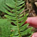 Polypodium interjectum ShivasPolypodium interjectum Shivas