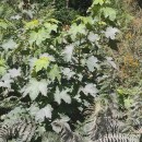 Acer pseudoplatanus L.Acer pseudoplatanus L.