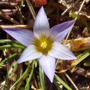 Romulea bulbocodium (L.) Sebast. & MauriRomulea bulbocodium (L.) Sebast. & Mauri