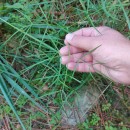 Peucedanum lancifolium LangePeucedanum lancifolium Lange