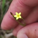 Centaurium maritimum (L.) FritschCentaurium maritimum (L.) Fritsch