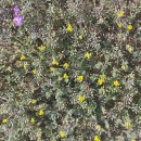 Alyssum gallaecicum (S.Ortiz) Španiel, Marhold & LihováAlyssum gallaecicum (S.Ortiz) Španiel, Marhold & Lihová