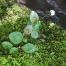 Persicaria capitata (Buch.-Ham. ex D.Don) H.GrossPersicaria capitata (Buch.-Ham. ex D.Don) H.Gross