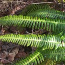 Struthiopteris spicant (L.) WeissStruthiopteris spicant (L.) Weiss