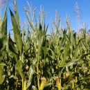 Zea mays L.Zea mays L.