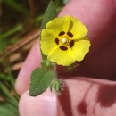 Tuberaria guttata (L.) Fourr.Tuberaria guttata (L.) Fourr.