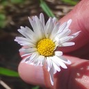 Bellis sylvestris Cyr.Bellis sylvestris Cyr.