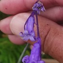 Hyacinthoides non-scripta (L.) Chouard ex Rothm.Hyacinthoides non-scripta (L.) Chouard ex Rothm.