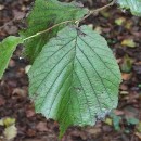 Corylus avellana L.Corylus avellana L.