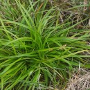 Carex pilulifera L.Carex pilulifera L.