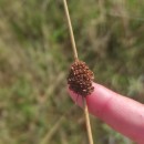 Juncus conglomeratus L.Juncus conglomeratus L.