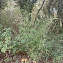 Phyllostachys reticulata (Rupr.) K.KochPhyllostachys reticulata (Rupr.) K.Koch