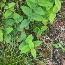 Hypericum androsaemum L.Hypericum androsaemum L.