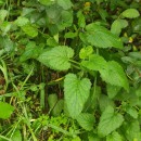 Scrophularia scorodonia L.Scrophularia scorodonia L.