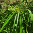 Cyperus alternifolius L. subsp. flabelliformis Kük.Cyperus alternifolius L. subsp. flabelliformis Kük.