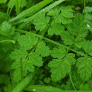 Chaerophyllum temulum L.Chaerophyllum temulum L.