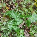 Arum italicum Mill.Arum italicum Mill.