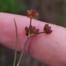 Juncus bulbosus L.Juncus bulbosus L.