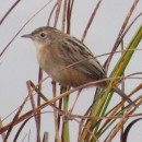 Cisticola juncidis (Rafinesque, 1810)Cisticola juncidis (Rafinesque, 1810)