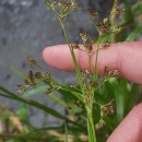 Luzula sylvatica (Huds.) Gaudin subsp. henriquesii (Degen) P. SilvaLuzula sylvatica (Huds.) Gaudin subsp. henriquesii (Degen) P. Silva