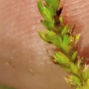 Crassula tillaea Lest.-Garl.Crassula tillaea Lest.-Garl.