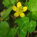Ranunculus muricatus L.Ranunculus muricatus L.