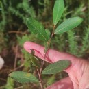 Salix atrocinerea Brot.Salix atrocinerea Brot.