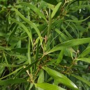 Acacia melanoxylon R.Br.Acacia melanoxylon R.Br.